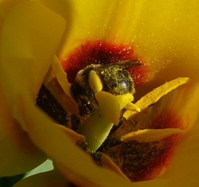 Makro Botanischer Garten - 2.jpg