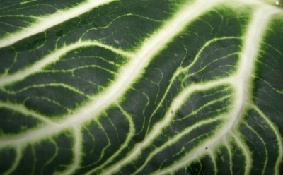 Makro Botanischer Garten - 11.jpg