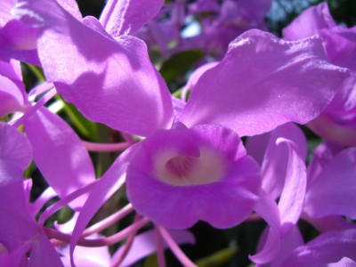 Makro Botanischer Garten - 10.jpg