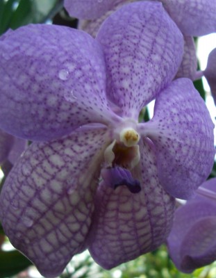 Makro Botanischer Garten - 9.jpg