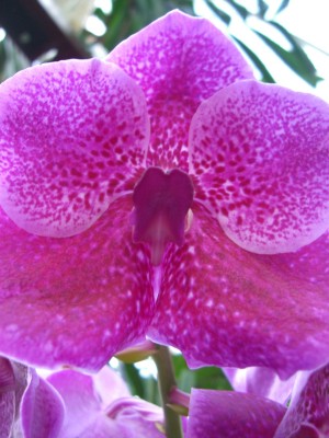 Makro Botanischer Garten - 8.jpg