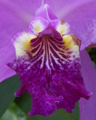 Makro Botanischer Garten - 7 (Vanda).jpg