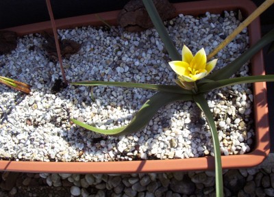 Pflanzen 2009-04-09 002.jpg