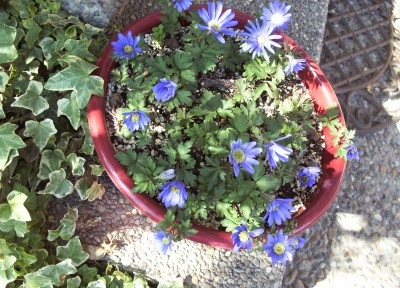 Pflanzen 2009-04-09 001.jpg