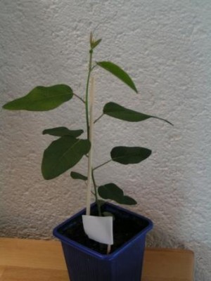 2009-04-13 Flötenvorspiel Ostern 019.JPG