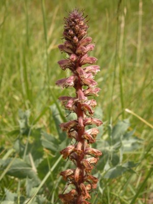 Orobanche-7_2.JPG