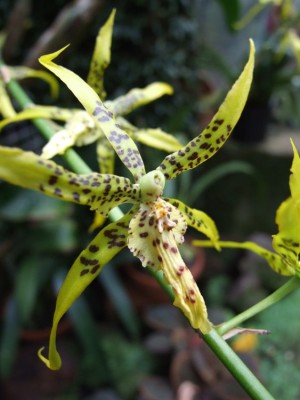 DSCF2944.JPG