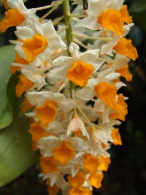 DSCF2943.JPG