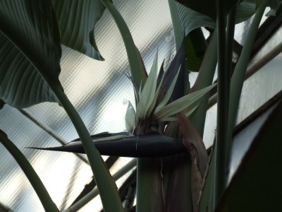 DSCF2960.JPG