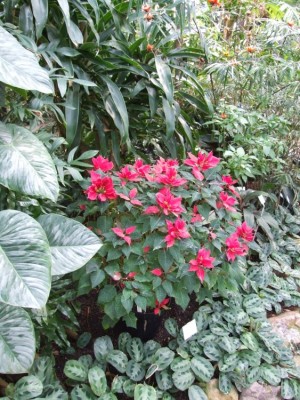 DSCF2967.JPG