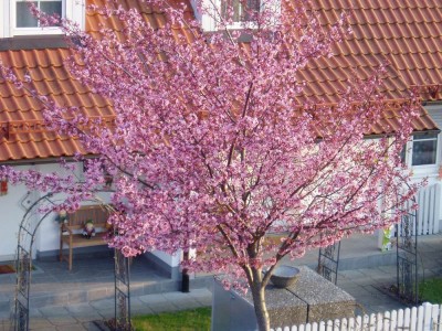 Blick aus dem Fenster.JPG