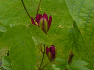 Passiblüten2007 001.jpg