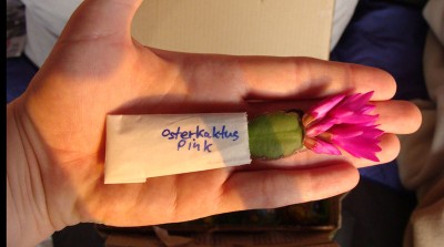Osterkaktus_pink2.jpg