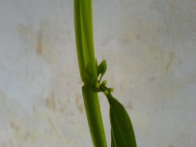Passiblüten2007 009.jpg