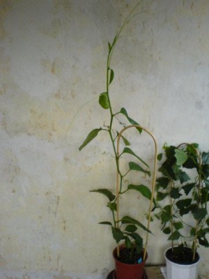 Passiblüten2007 007.jpg