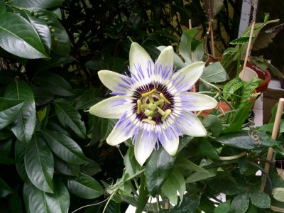 Meine erste Passiblüte.JPG
