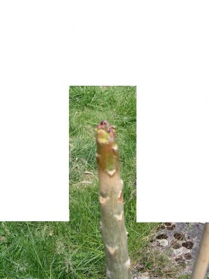 PICT0049.JPG