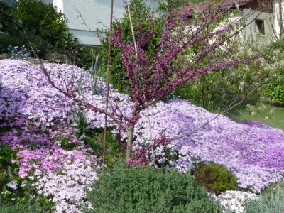 phlox.jpg