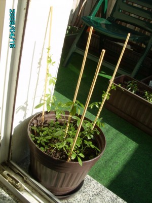 PICT0852.JPG