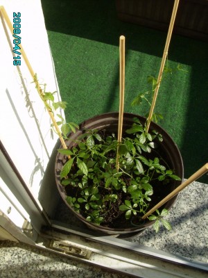 PICT0853.JPG