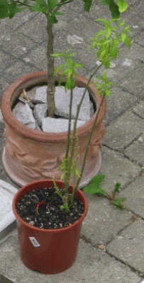 Chili.gif