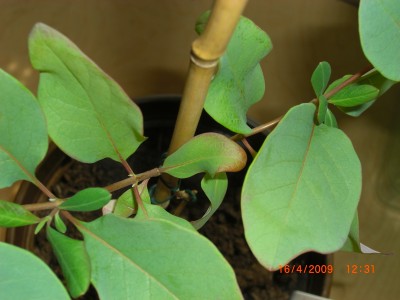 Geißblatt8.JPG