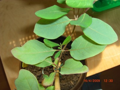 Geißblatt6.JPG