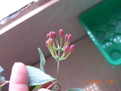 Geißblatt4.JPG
