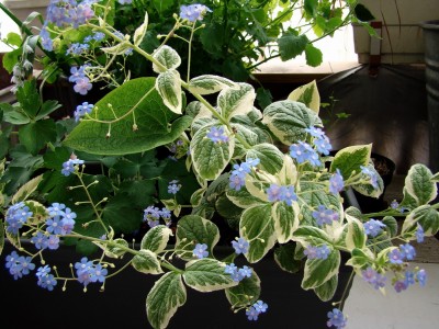 16.04.09 brunnera macrophylla 'variegata'.jpg