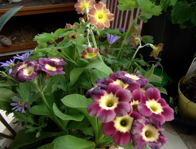 16.04.09 frühlingskiste.jpg