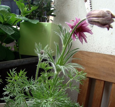 16.04.09 pulsatilla vulgaris 'papageno'1.jpg