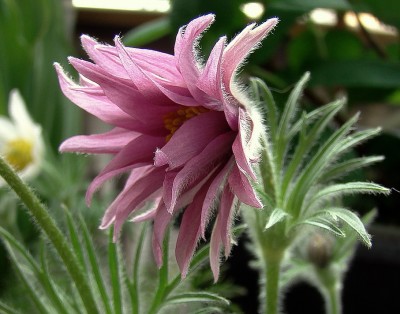 16.04.09 pulsatilla vulgaris 'papageno'3.jpg