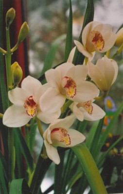 Scan0006.jpg