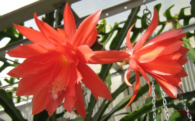 IMG_0559x Epi 20.jpg