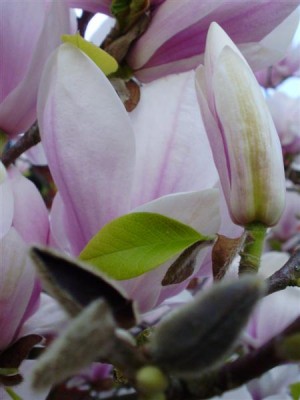 Magnolien.JPG