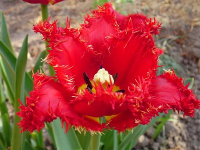 Tulpe Valery Gergiev.JPG