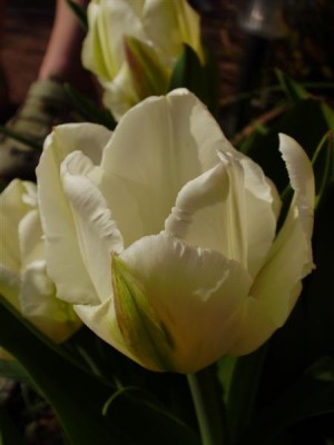 Tulpe Super Parrot.JPG