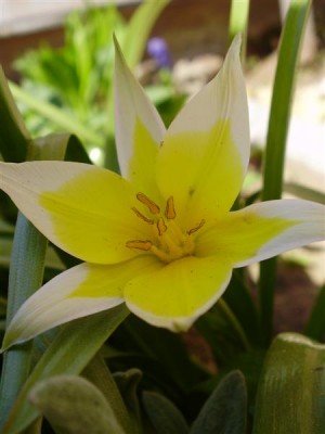 Tulipa tarda.JPG