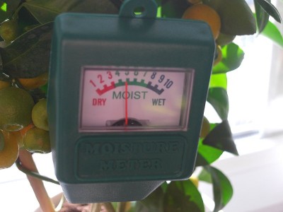 Calamondin5.JPG