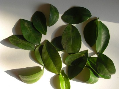 Calamondin4.JPG