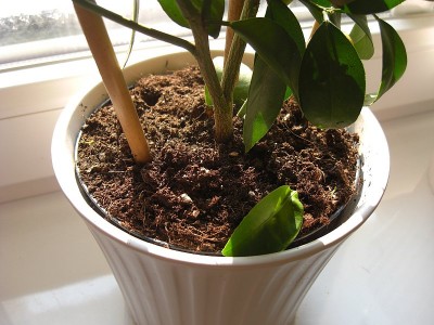 Calamondin2.JPG