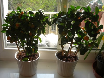 Calamondin1.JPG