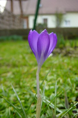 Krokusse 3.jpg