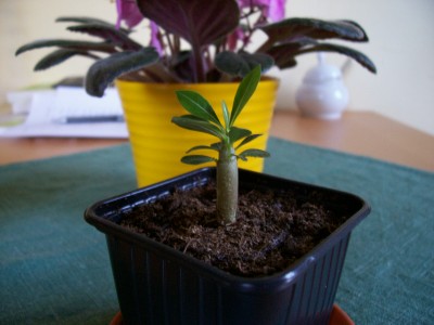 100_0044.jpg