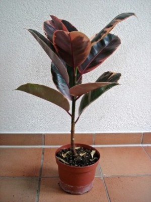 Pflanze-6_web.jpg