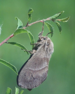 Brombeer-Spinner7.JPG