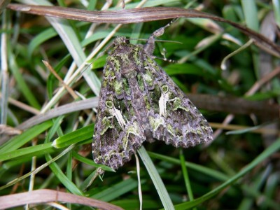 Trachea-atriplicis-Meldeneule-2.JPG