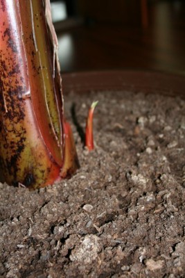 Banane Schössling 3.JPG