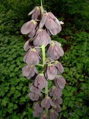 17.04.09 fritillaria persica.jpg