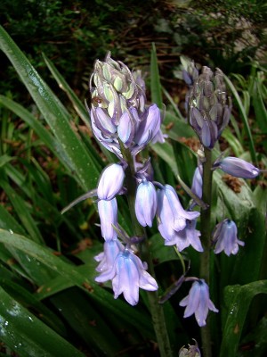 17.04.09 bluebells1.jpg